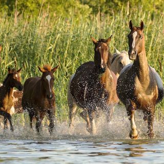 Gospodarstwo Agroturystyczne Sasek (3)