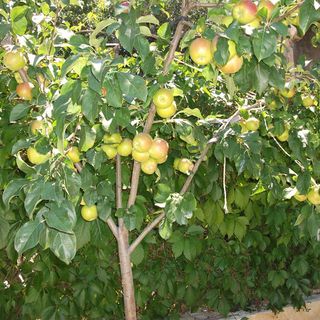 Apartment Dusko Karin Gornji (4)