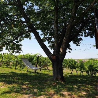 Balatoni Présházikó Szőlősgyörök (2)