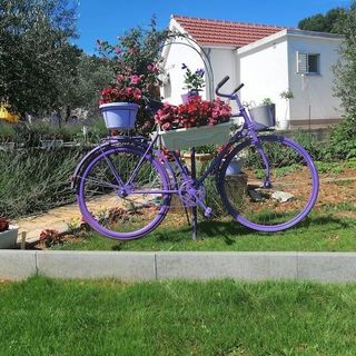 House Marie's Lavander Dream Raslina (2)