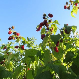 Aracsa Farm és Vendégház Egeraracsa (5)