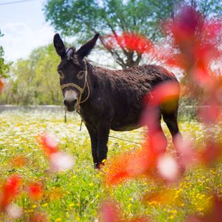 Villa Silente Oklaj (5)