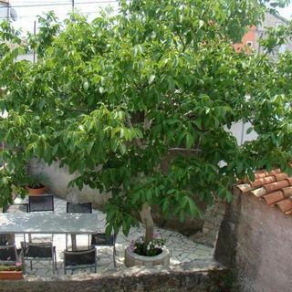 Nyaralóház Parkolóhellyel Orlec, Cres - 19938 Orlec (5)