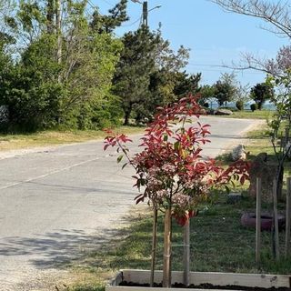 Complex Sea Star 2 Mai (5)