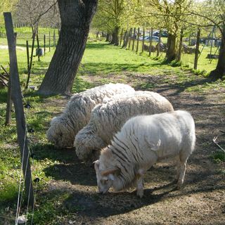 Sártekerő Vendégház Alsópáhok (4)