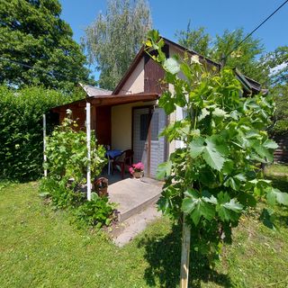 Tavi Kuckó Balatonföldvár (5)