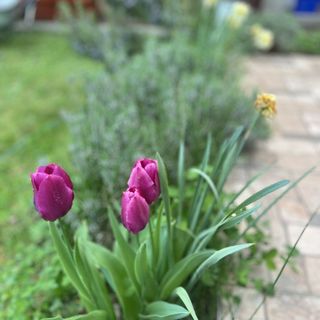 Soczó-Zugi Pihenőliget Vendégház Gyomaendrőd (5)