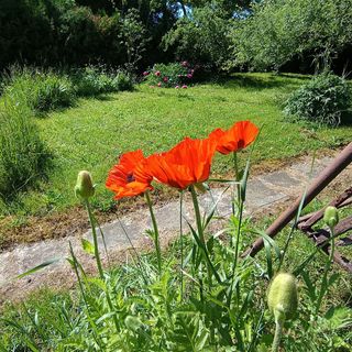 Vad Lali Lak Herend (3)