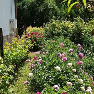 Vad Lali Lak Herend (4)