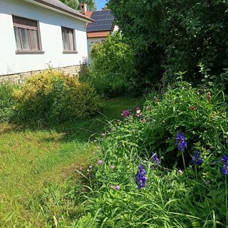 Vad Lali Lak Herend (5)