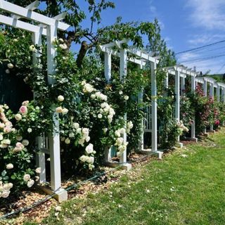 Pensiunea Carla Sărata-Monteoru (5)