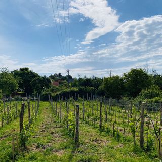 Illés Méhészet és Vendégház Felsőörs (3)