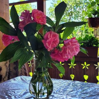 Pensiunea Breb 335 Accomodation & Garden Breb (5)