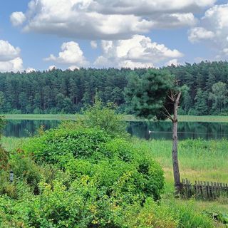 SUPy, Krokodyl & Las Trzebiechowo (4)