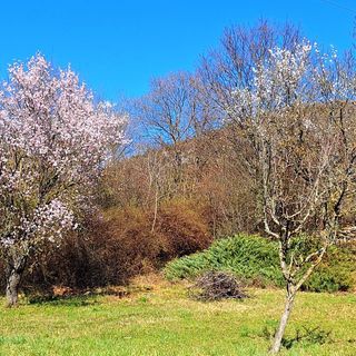 Vadszőlő - Wild Grape Vendégház Badacsonyörs (2)