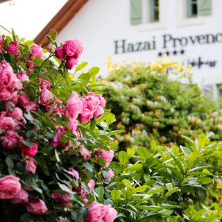 Hazai Provence Kapolcs (2)