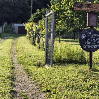 Pitypang Vendégház Csákvár (5)