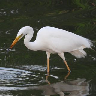 Vidra Vendégház Poroszló (5)