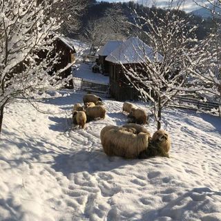 Cabana Hatere Moisei (3)