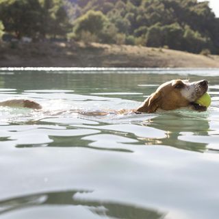 Balaton Nomad Garden Balatonkeresztúr (3)