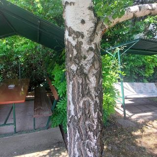 Fenyőrigó Apartman Balatonalmádi (2)