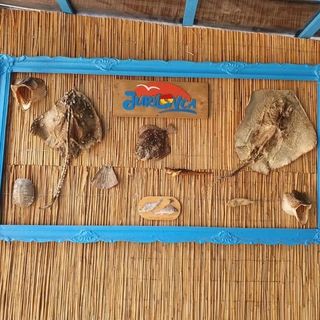 Casa Olivia Lunca (2)