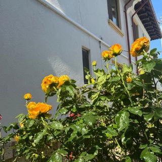Vila Greta Eforie Sud (3)