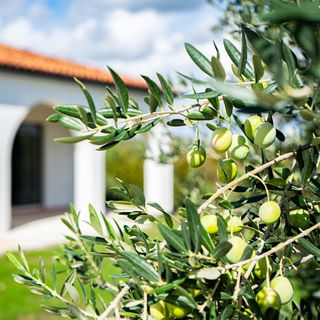 Villa Olivarum Stankovci (5)