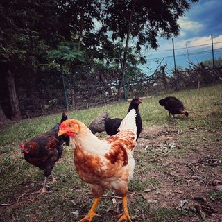 Casa Dor de Rădăcini Nemțișor (4)