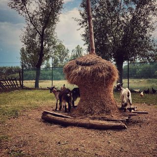 Casa Dor de Rădăcini Nemțișor (5)