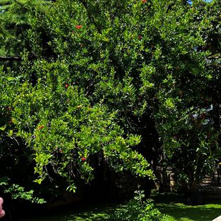 Apartments Seagreen Villas Novi Vinodolski (3)