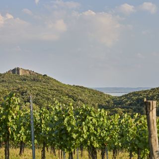 Icce Borbirtok Monoszló (3)