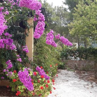 Apartmanok A Tenger Mellett Öböl Osibova, Brac - 23774 Osibova (5)