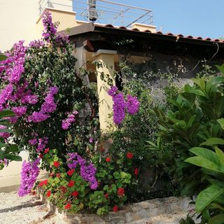 Apartmanok A Tenger Mellett Öböl Osibova, Brac - 23774 Osibova (4)