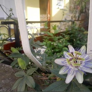 Apartmanok A Tenger Mellett Selce, Crikvenica - 24075 Selce (5)