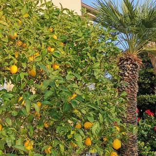 Apartmanok Parkolóhellyel Lopar, Rab - 24156 Lopar (5)