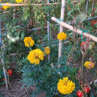 Apartmanok Parkolóhellyel Lopar, Rab - 24156 Lopar (4)