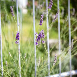 Apartmanok Parkolóhellyel Rab - 24367 (4)