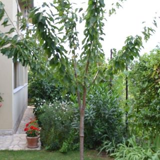 Apartmanok és Szobák Parkolóhellyel Porec - 24373 Poreč (5)