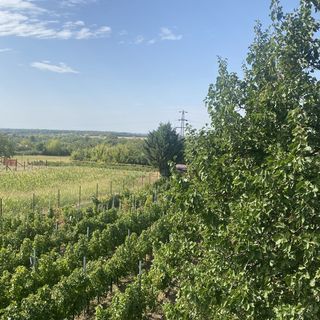 Néró Vendégház Polgárdi (5)