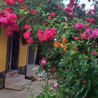 Pensiunea Boierului Imbrii Cârțișoara (3)