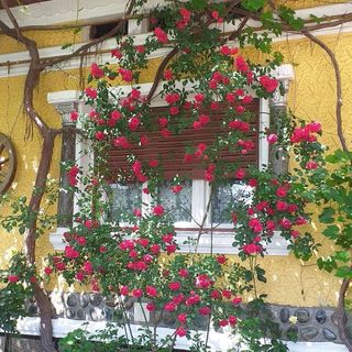 Pensiunea Boierului Imbrii Cârțișoara (4)