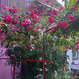 Pensiunea Boierului Imbrii Cârțișoara (5)