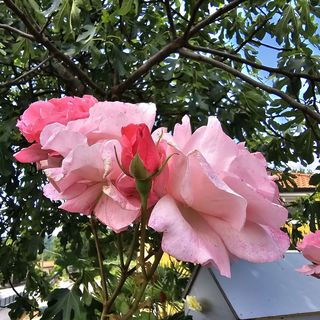 Apartment Letica Kastav (5)