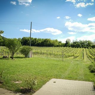 Pinot Gris House Vendégház Káptalantóti (4)