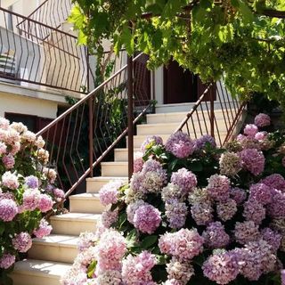 Apartment Rosa Supetar (2)