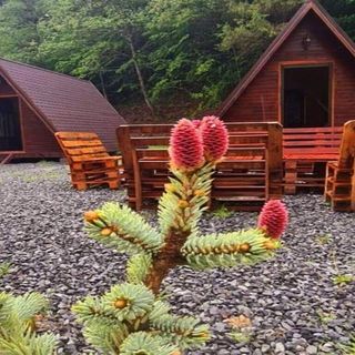 Chalets Pădure Moara de Pădure (4)