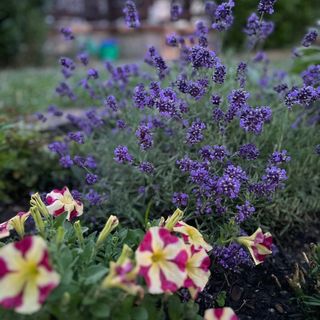 DunaWeekend Viktória Apartman Makád (2)