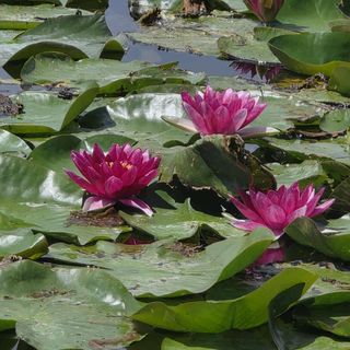 Igazgyöngy Apartman Zalakaros (3)