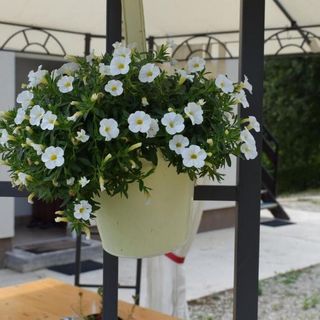 Apartmanok Parkolóhellyel Tuheljske Toplice, Zagorje - 24875 Tuheljske Toplice (4)